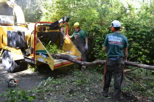 tree services Calexico